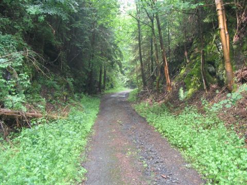 Durch den Wald hinauf