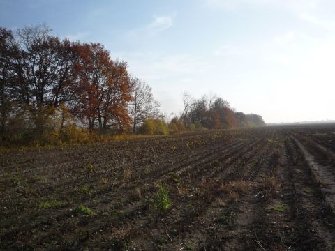 Zwischen Goldscheuer-Kittersburg und Altenheim